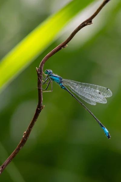 靠近植物的蜻蜓栖息在绿色的植物上 — 图库照片