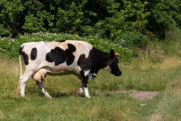 Herd Cows Grazing Meadow Forest — Stock Photo, Image