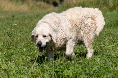 Büyük beyaz köpek yeşil çimlerin üzerinde