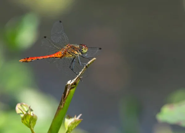 Libelle Gras Fluss Sommertag — Stockfoto