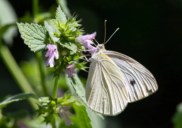 Mariposa Sobre Fondo Hierba Verde Día Verano Luz Del Sol — Foto de Stock