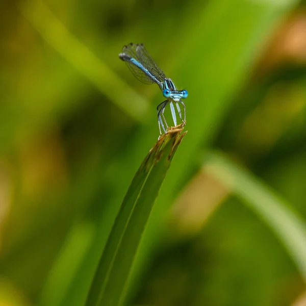 Libélula Hierba Cerca Del Río Día Verano —  Fotos de Stock