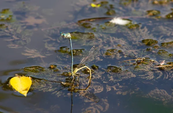 Capung Rumput Dekat Sungai Pada Hari Musim Panas — Stok Foto
