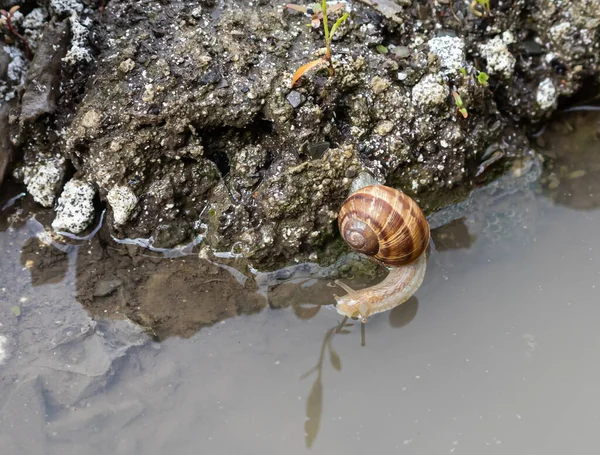 Snail Crawls Ground Rainy Weatherrainy Weather — Stock Photo, Image