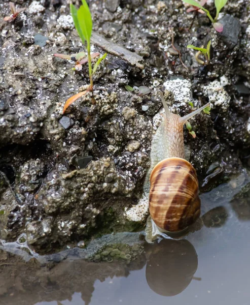 비오는 우기에 기어다니는 달팽이 — 스톡 사진