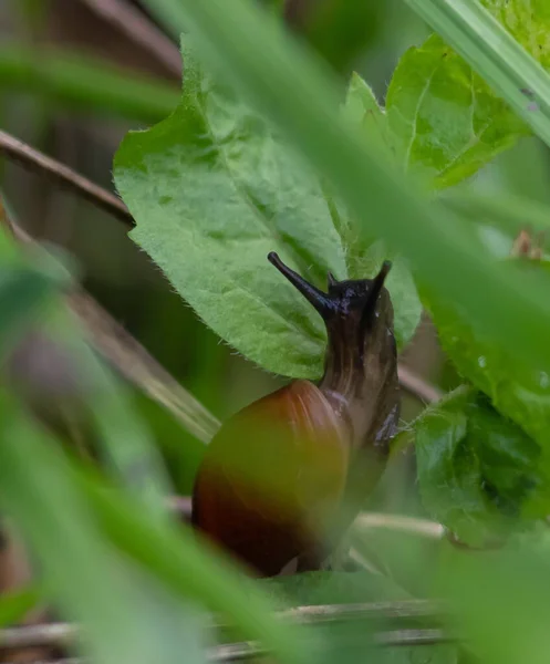 Caracol Arrastra Por Suelo Lluvioso Clima Lluvioso —  Fotos de Stock