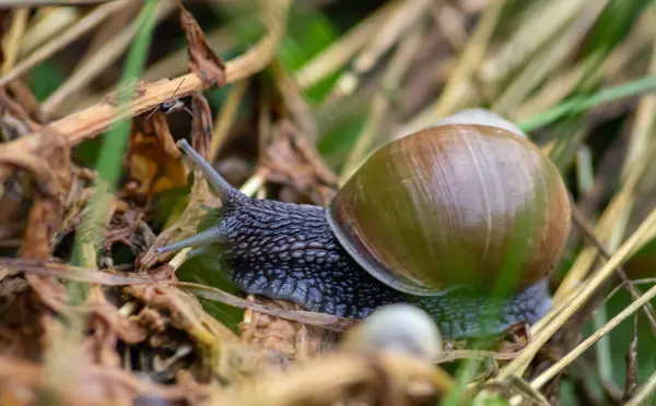 Caracol Rasteja Chão Tempo Chuvoso Tempo Chuvoso — Fotografia de Stock