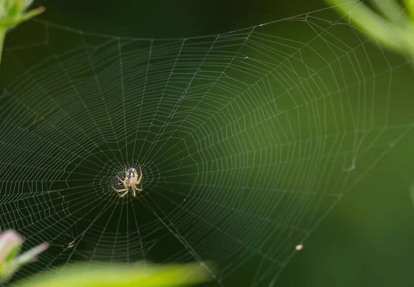 Pavouk Zeleném Listu Zblízka Letní Den — Stock fotografie