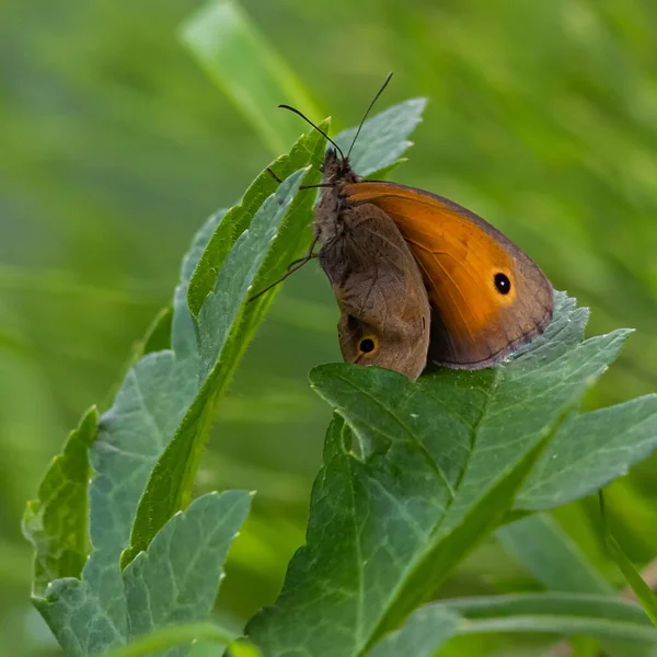 Flores Brancas Borboleta Sentada Contra Verdes — Fotografia de Stock