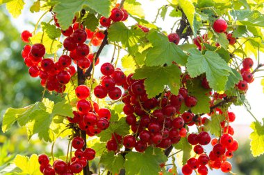 Bahçedeki böğürtlenli üzümlü dallar. Yaz mevsimi meyveleri gün ışığında