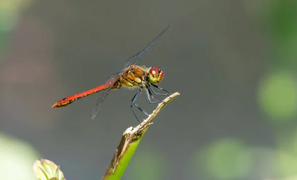 Libélula Hierba Cerca Del Río Día Verano — Foto de Stock