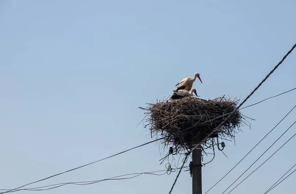 Large migratory bird with black and white plumage. White stork and nestling on cloudy sky. Stork family. Stork in stick nest on electrci pole.