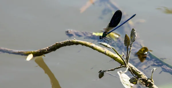 Libélula Hierba Cerca Del Río Día Verano — Foto de Stock