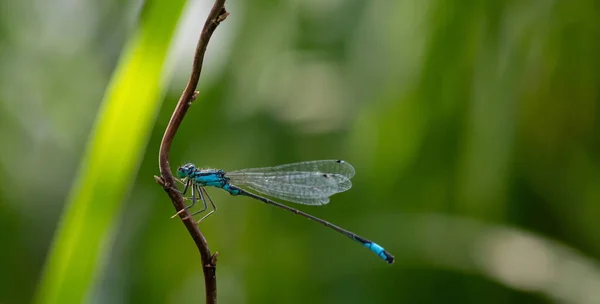 Libelle Een Plant Close Zit Een Groene Plant — Stockfoto