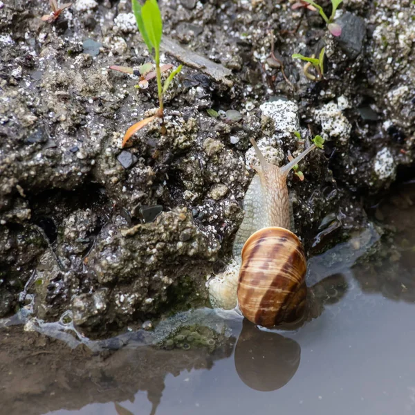 Snail Crawls Ground Rainy Weatherrainy Weather — Stock Photo, Image