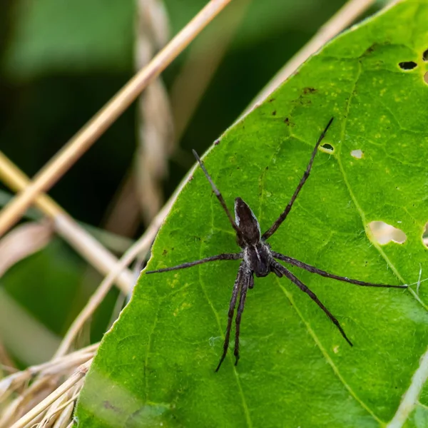 Spinne Auf Grünem Blatt Naht Sommertag — Stockfoto