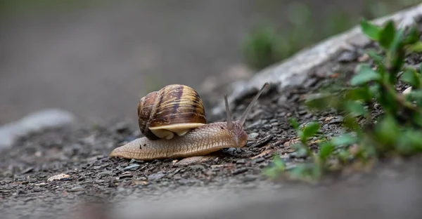 Eine Schnecke Kriecht Auf Dem Boden — Stockfoto