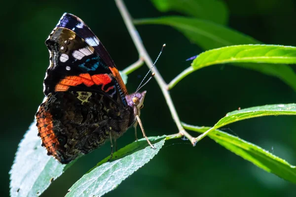 Motyl Tle Zielonej Trawy Letni Dzień Światło Słoneczne — Zdjęcie stockowe