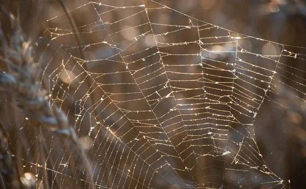 蜘蛛网上有露珠的线的背景 网络宏观 带着模糊在阳光下的天然背景 地面的浅水区 蜘蛛网上美丽的线条 — 图库照片