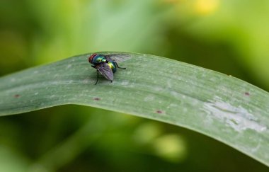 Darbe anında, leş sinek, bluebottles veya küme sinek.