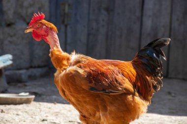Açık havada kırsalda bir tavuk kümesinde tavuklar. Güneşli bir günde çiftlikte tavuklar. Tavuk yem oluğundan tahıl yiyor. Ev yapımı kırsal tavuklar