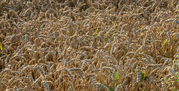 Колоски Пшеницы Поле Осень Урожай — стоковое фото