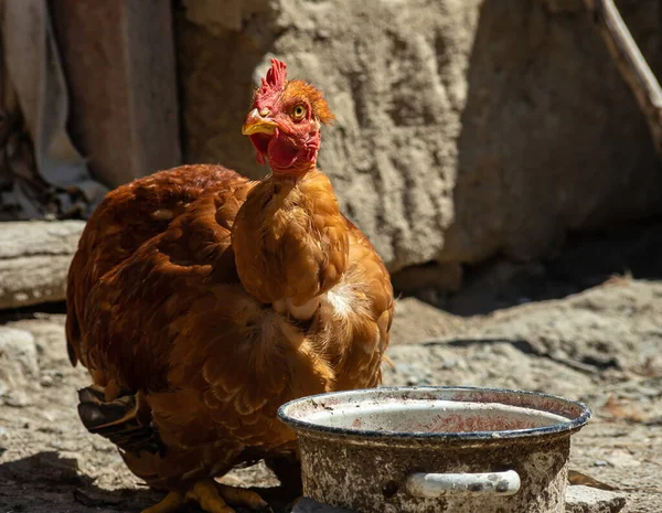 Kippen Een Kippenhok Het Platteland Open Lucht Kippen Boerderij Een — Stockfoto