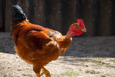 Açık havada kırsalda bir tavuk kümesinde tavuklar. Güneşli bir günde çiftlikte tavuklar. Tavuk yem oluğundan tahıl yiyor. Ev yapımı kırsal tavuklar