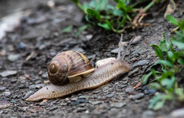 Snail Crawls Ground Rainy Weatherrainy Weather — Stock Photo, Image