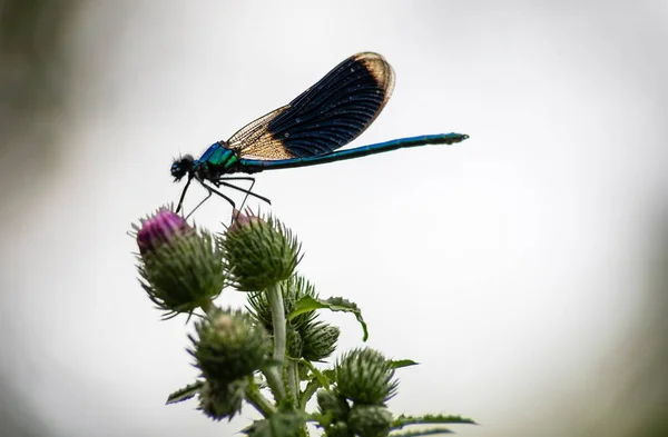 Libelle Een Plant Close Zit Een Groene Plant — Stockfoto