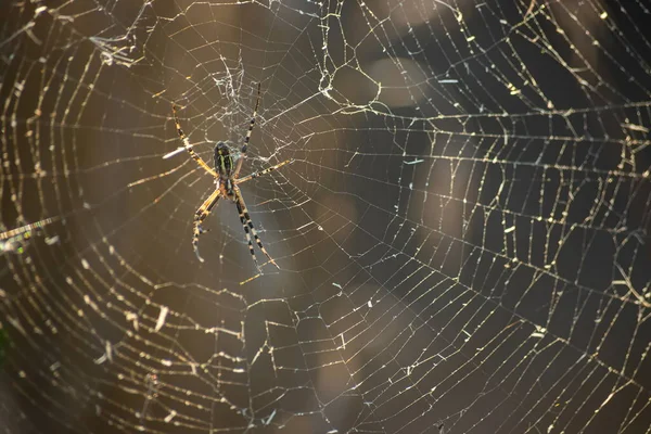 Sfondo Dei Fili Una Ragnatela Con Gocce Rugiada Macro Web — Foto Stock