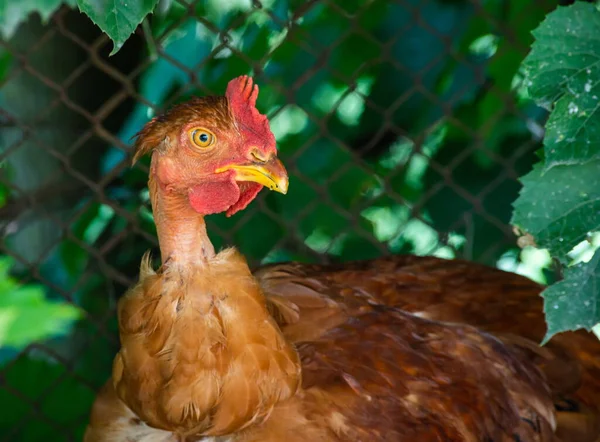 Chickens in a chicken coop in the countryside in the open air. Chickens on the farm on a sunny day. Chicken eats grain from a feeding trough. Homemade rural chickens