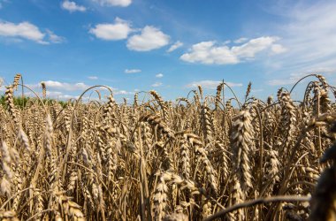 Mavi gökyüzü ve bulutların altında Altın Buğday Tarlası.