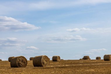 Gıda için toplanan tahıl, güneşli bir yaz gününde buğday tarlası, gökyüzü...