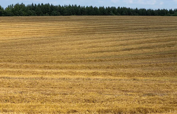 Palha Campo Após Colheita Corte Talos Cereais Campo Verão Linhas — Fotografia de Stock