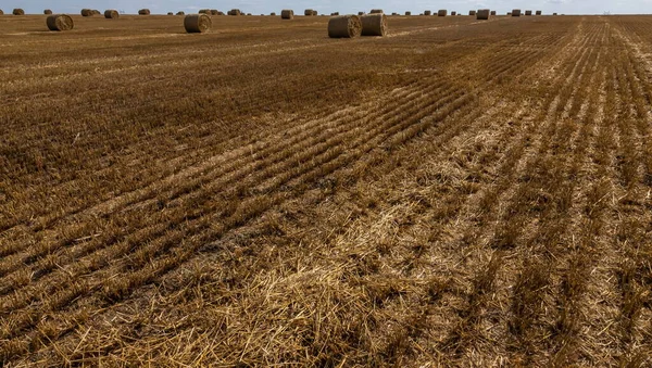 Stubble Nel Campo Dopo Raccolto Tagli Steli Cereali Nel Campo — Foto Stock