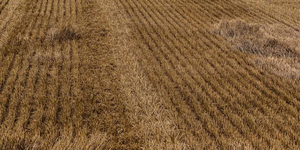 Stoppel Het Veld Oogst Snijd Stengels Van Granen Het Veld — Stockfoto