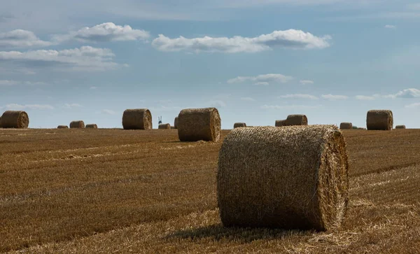 Stack Paglia Balle Fieno Arrotolate Pile Lasciate Dopo Raccolta Delle — Foto Stock