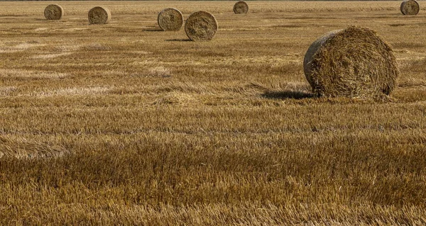 Pilhas Palha Fardos Feno Enrolados Pilhas Deixadas Após Colheita Espigas — Fotografia de Stock