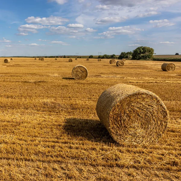 Stack Paglia Balle Fieno Arrotolate Pile Lasciate Dopo Raccolta Delle — Foto Stock