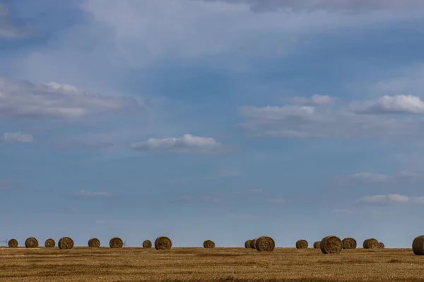 夏の晴れた日に食料や麦畑のために採取された穀物である小麦の藁で作られた農地 — ストック写真