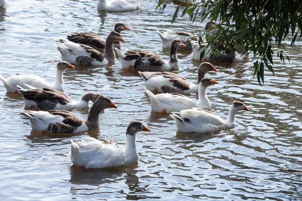 Gray Geese Swimming Water Domestic Geese Swimming Pond — Stock Photo, Image