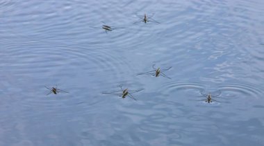 Su deposunun yüzeyindeki su ölçer..