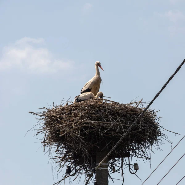 Large migratory bird with black and white plumage. White stork and nestling on cloudy sky. Stork family. Stork in stick nest on electrci pole.