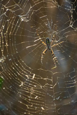 Çiy damlalarıyla örümceğin ağlarının arka planı. Web makrosu. Görüntü ile güneş ışığında soyut doğal arkaplan. Yüzeyin derinliği. Örümcek ağının güzel çizgileri