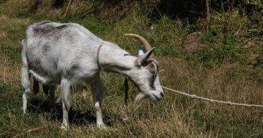 Güneşli yaz gününde çayırdaki gri keçi