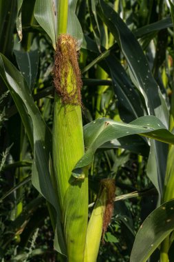 Tarladaki mısır tarlasında.