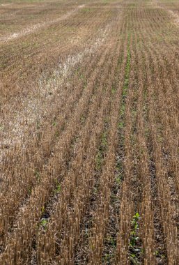 Hasattan sonra tarlada sakal. Yazın tarlada mısır gevreği kes. Bir yaz günü tarlada ince sıra tahıl mahsulleri. Yakın plan, kenar görünüm