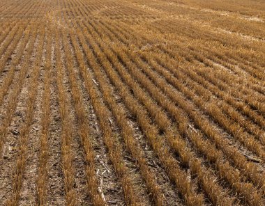 Hasattan sonra tarlada sakal. Yazın tarlada mısır gevreği kes. Bir yaz günü tarlada ince sıra tahıl mahsulleri. Yakın plan, kenar görünüm