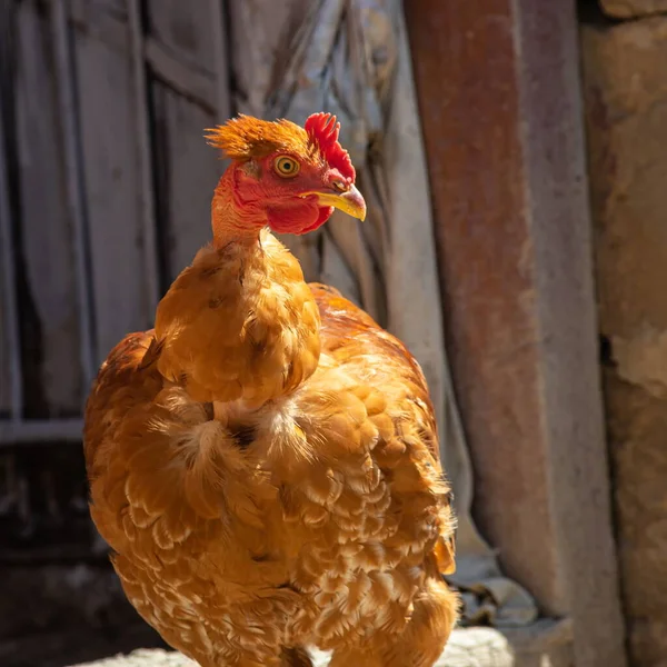 Hühner Einem Hühnerstall Auf Dem Land Unter Freiem Himmel Hühner — Stockfoto